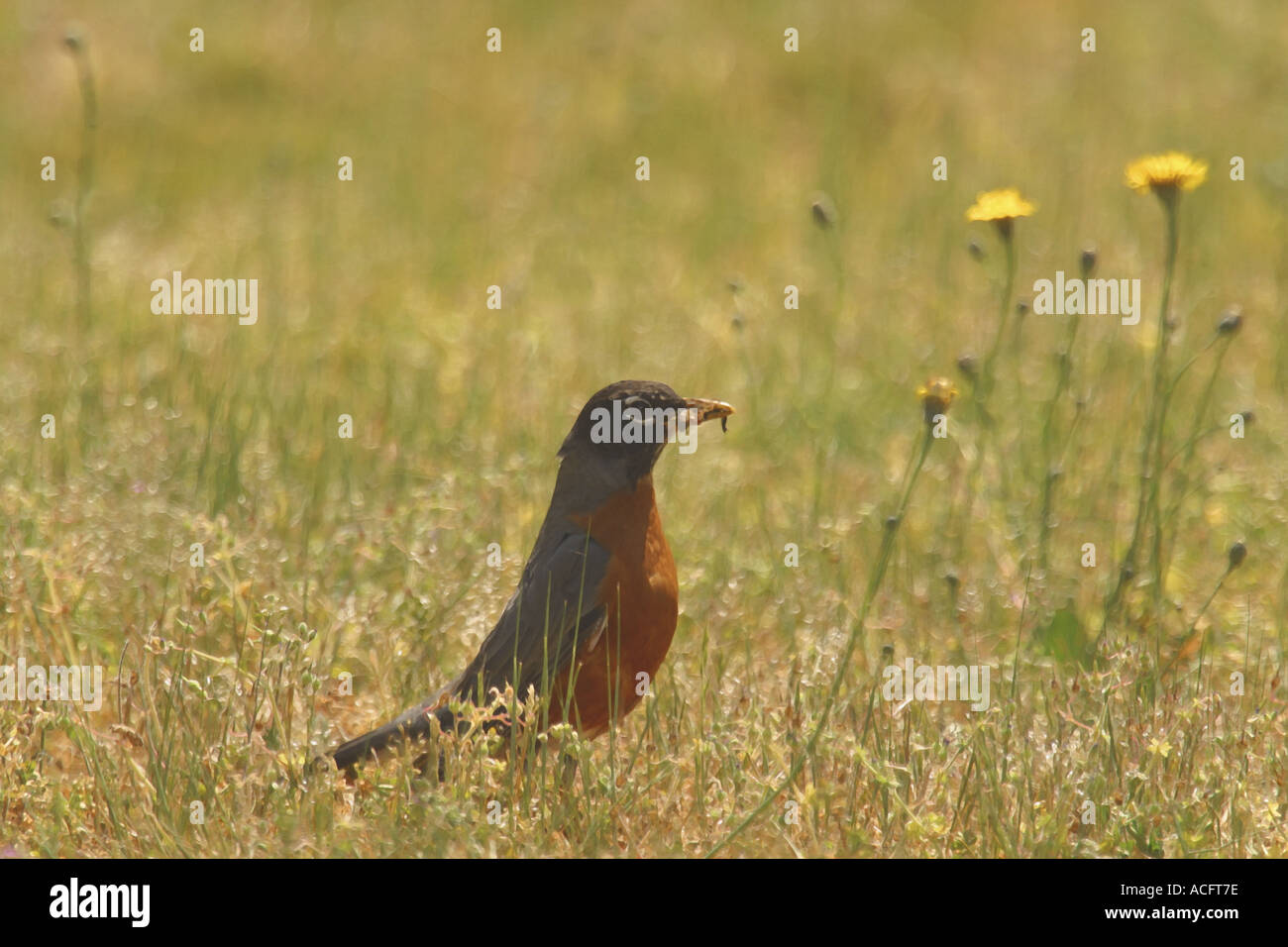Uccello marrone rosso Foto Stock