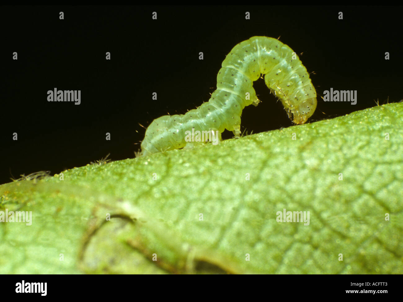 Sfumature di angolo moth Phlogophora fuliginosa early instar looping caterpillar su una foglia Foto Stock