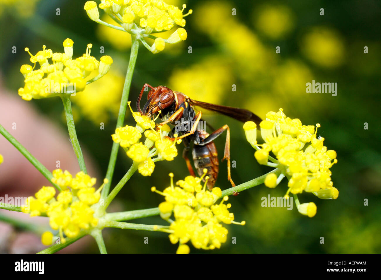 Wasp (zool. Vespa Eumenes) su un fiore, Sachica, Boyacá, Colombia, Sud America Foto Stock