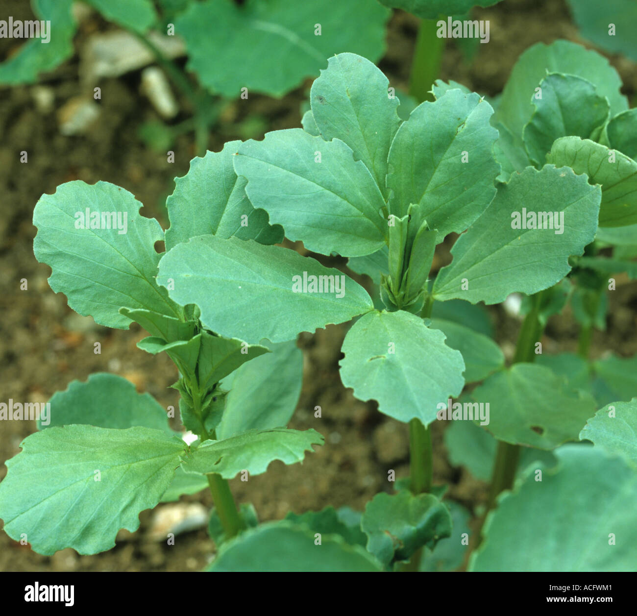 Fagiolo Pisello curculione sitona lineatus notching danni alle foglie di fagiolo Foto Stock