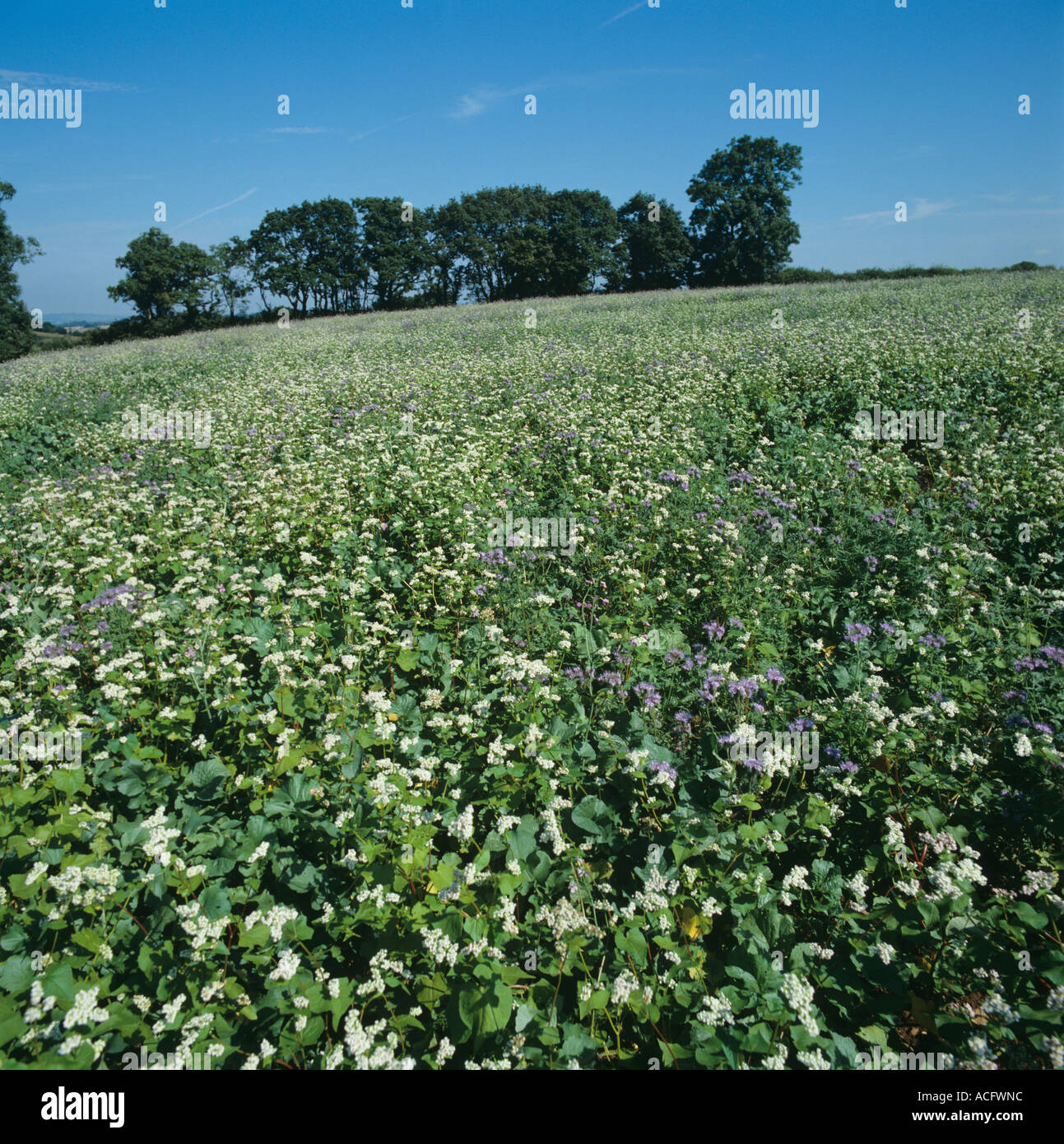 Un set aside campo piantati con Phacelia il grano saraceno e il foraggio ravanello di attrarre gli insetti predatori Foto Stock