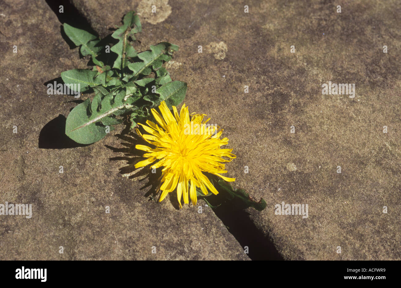 Fiori e foglie di comune o di tarassaco Taraxacum officinale crescente e sopravvivere contro il contrasto tra lastre per pavimentazione Foto Stock
