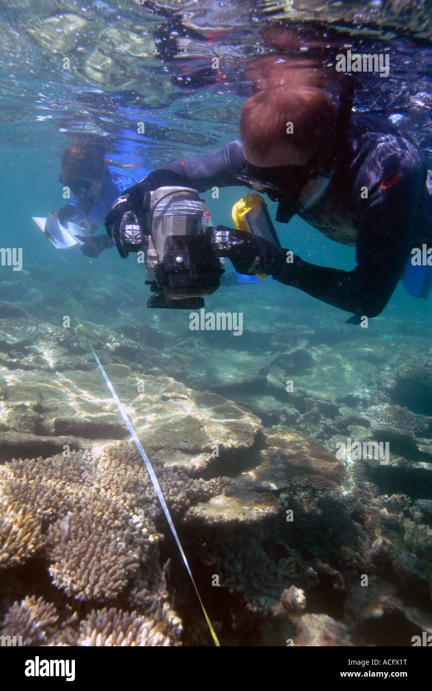 Scienziati marini studiando coral salute utilizzando video subacquei di una nastro secare, Pilbara, Australia occidentale Foto Stock