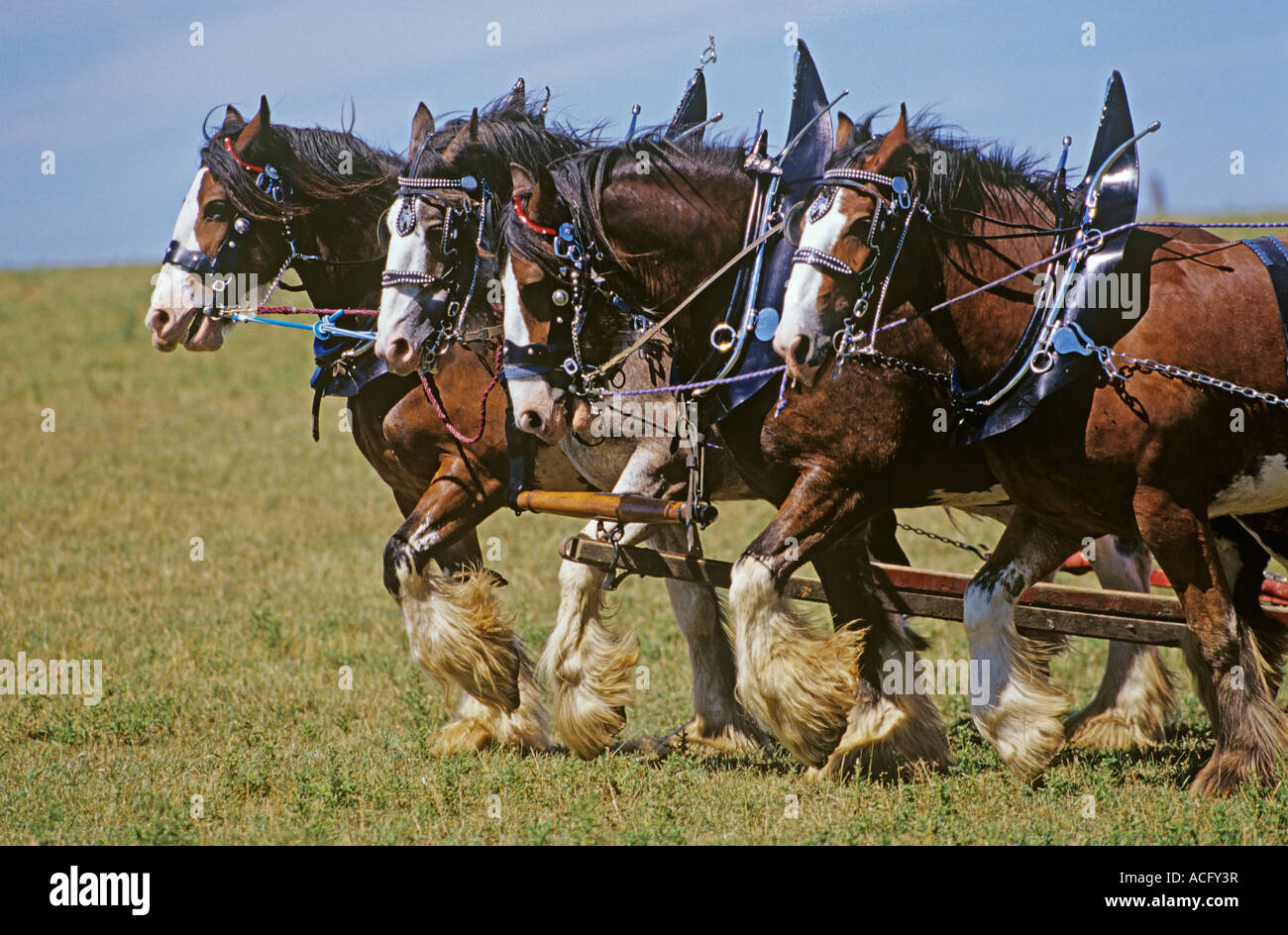 Squadra di 4 cavalli da aratro, Meaford, Ontario, Canada Foto Stock