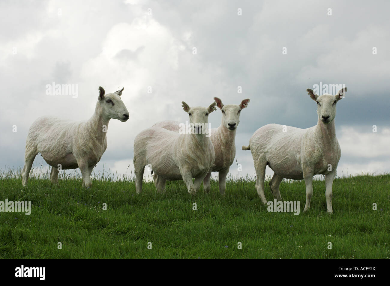 Appena tagliata Cheviot mulo pecora Hawick Scottish Borders Foto Stock