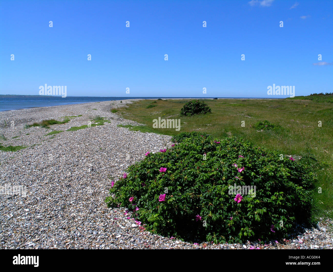 Rosa rogusa spiaggia costa di rose Foto Stock