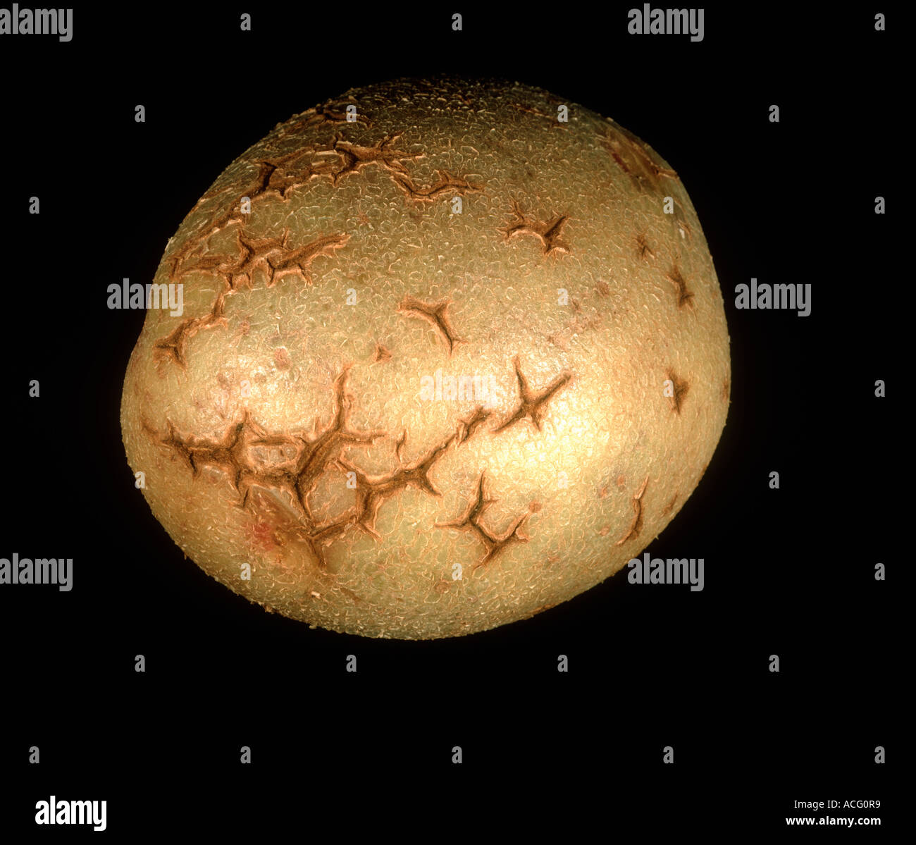 Star crack effetto su un tubero di patata in negozio Foto Stock