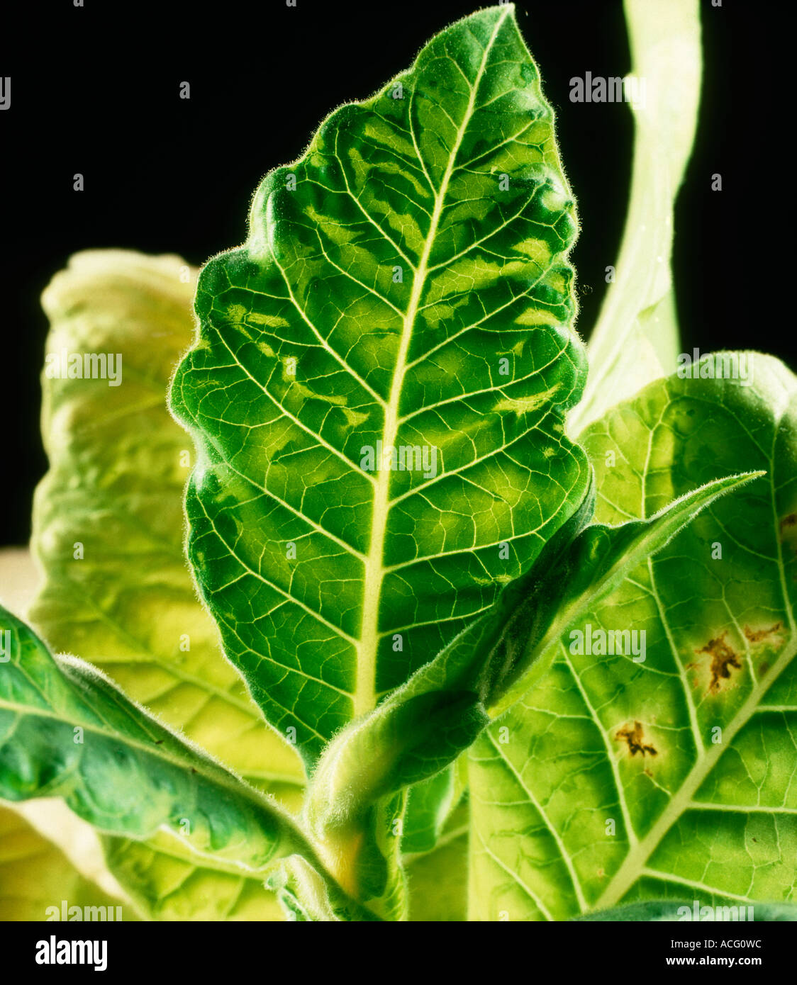 Virus del mosaico del tabacco TMV sintomi di isole di clorosi visto in un retroilluminato con foglie di tabacco Foto Stock