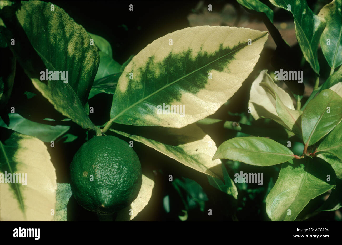Foglie di Limone che mostra segni di grave carenza di calcio Foto stock -  Alamy
