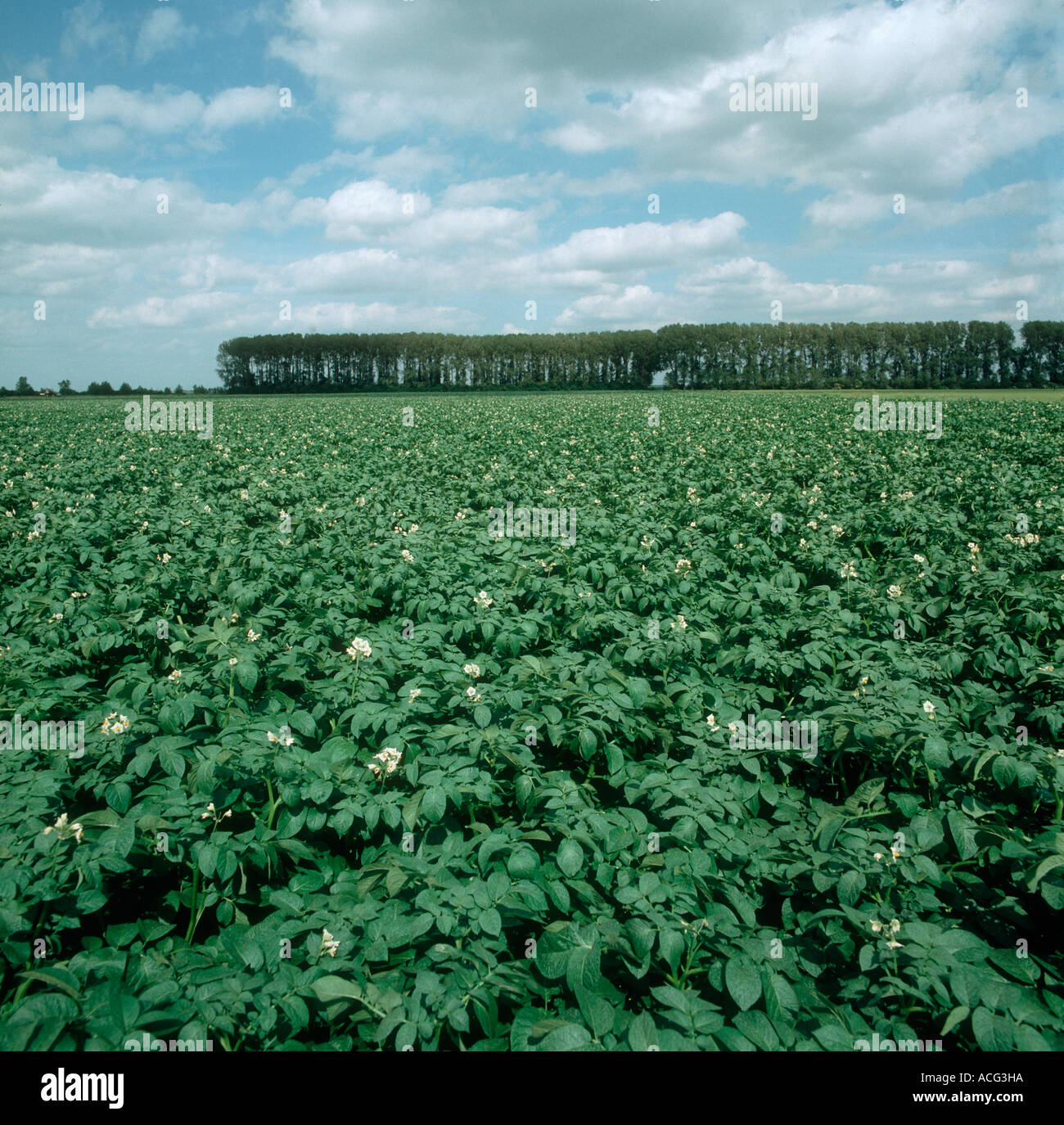 Il raccolto di patate in fiore nel grande campo di Norfolk con alberi di frangivento dietro Foto Stock