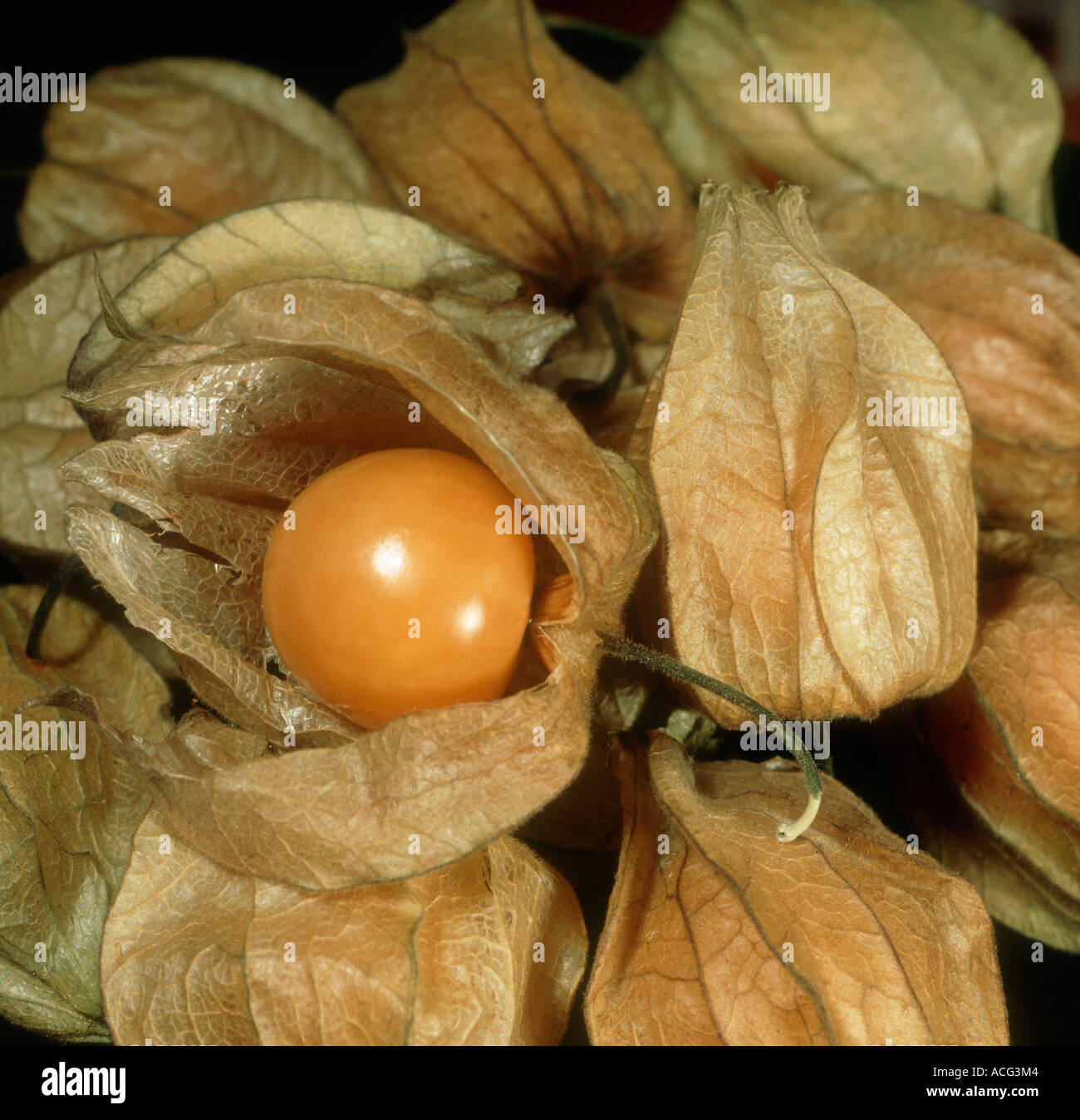 Cape gooseberry Physalis sp frutto come hanno acquistato dal negozio Foto Stock