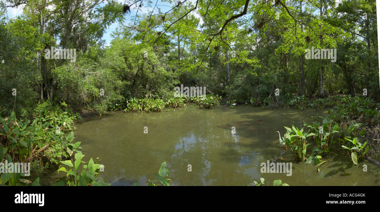 Laghetto di alligatore a fine di Big Cypress piegare Boardwalk in nel filamento Fakahatchee preservare del parco statale del sud della Florida Foto Stock