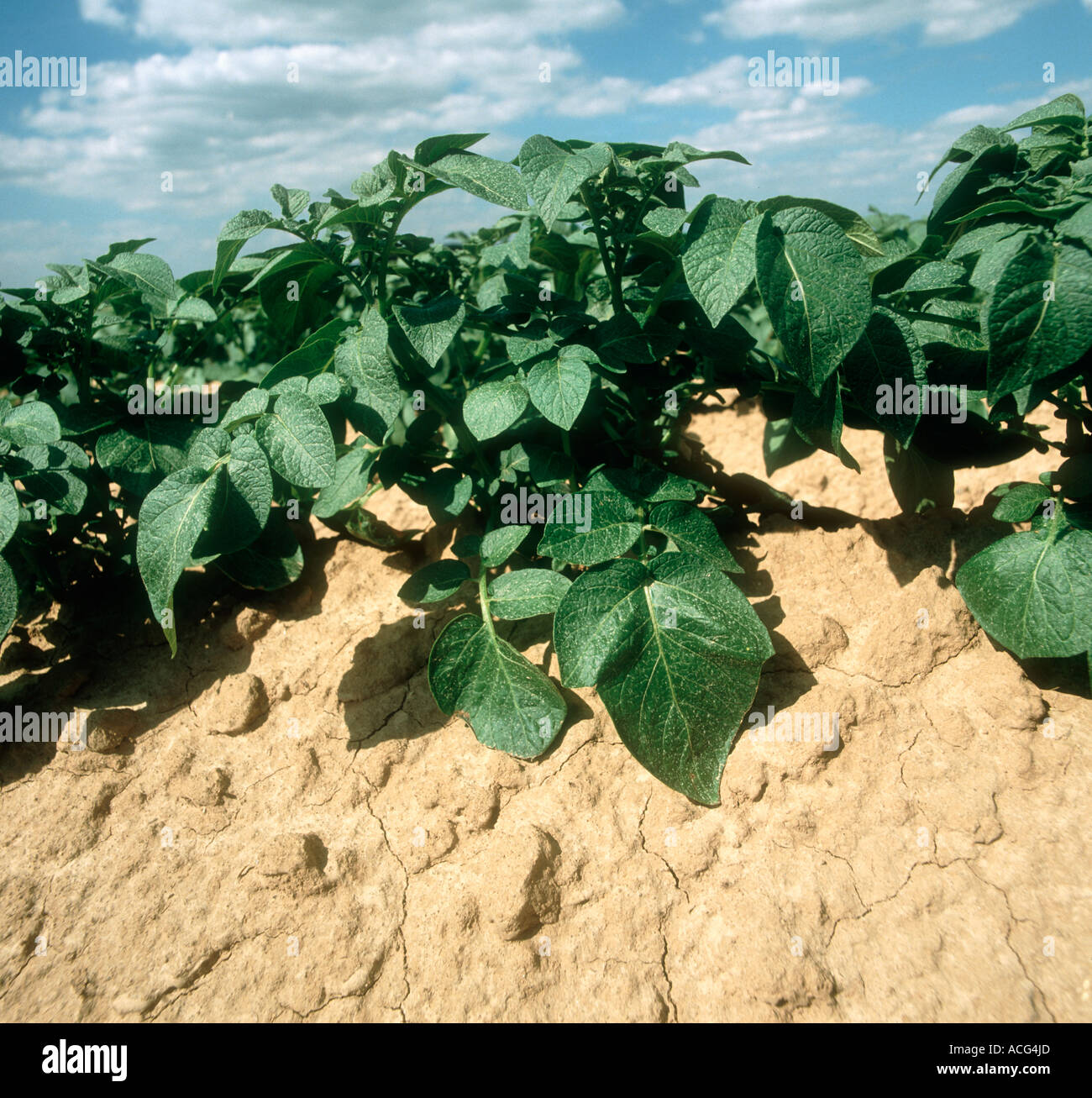 Rigata giovani piante di patate sul suolo più chiaro Foto Stock