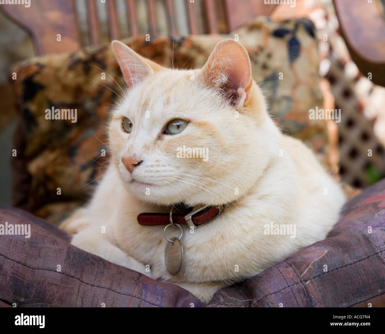 Il Pet Gatto sdraiato su un cuscino su una sedia Wales UK Foto Stock