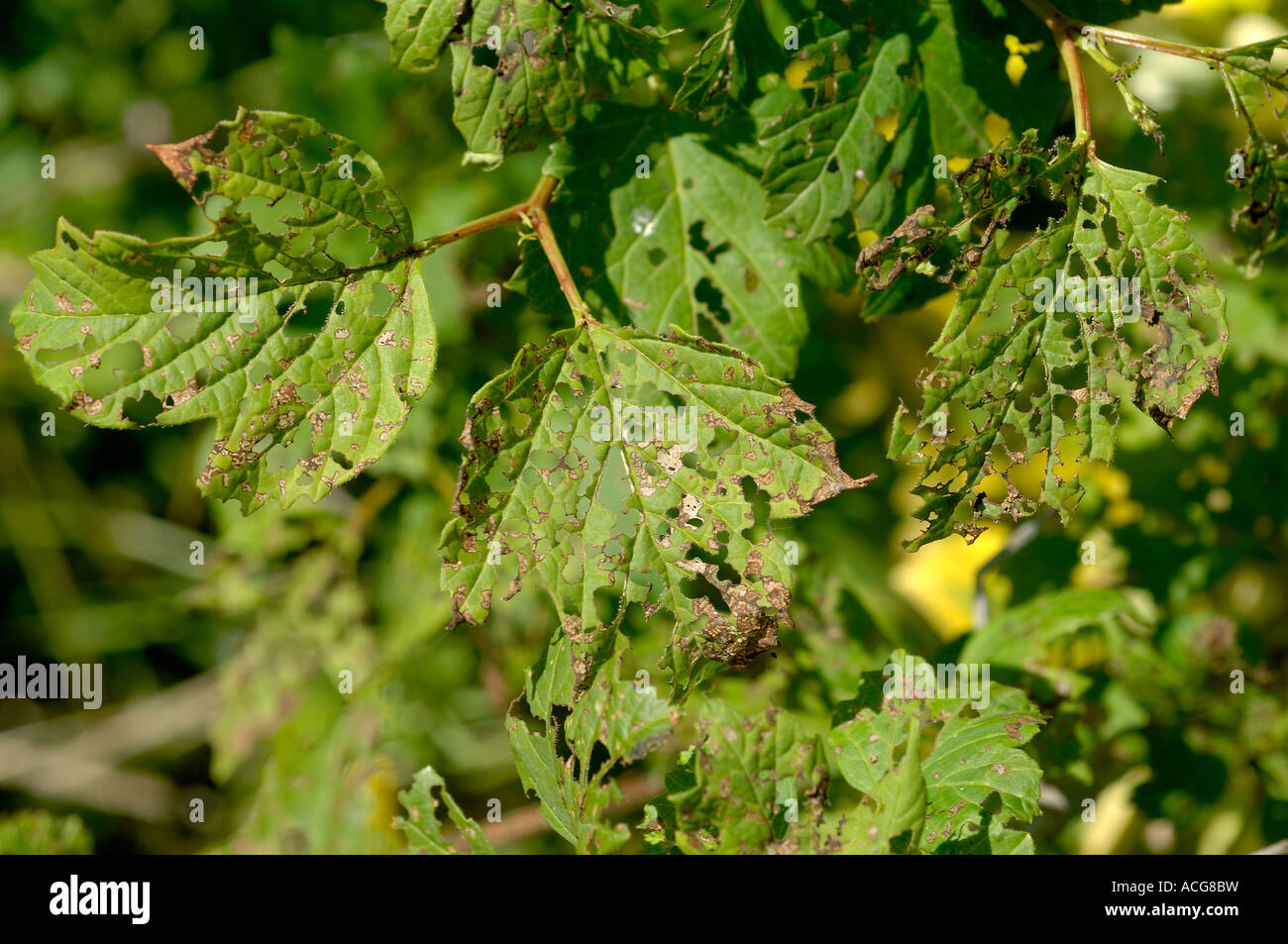 Viburnum beetle Pyrrhalta viburni danni larvale di viburnum fogliame Foto Stock