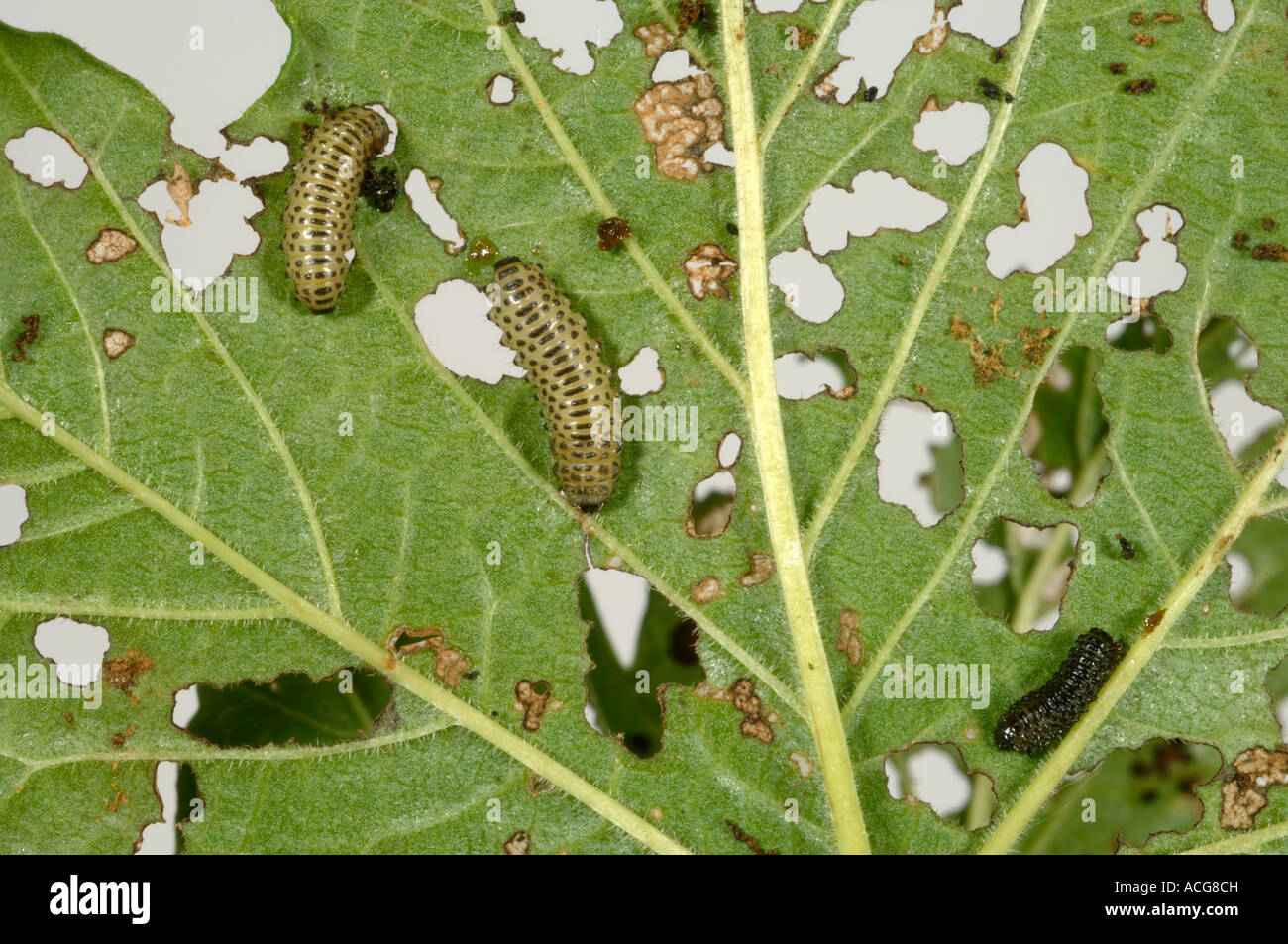 Viburnum beetle Pyrrhalta viburni larve e danni al fogliame pallon di maggio Foto Stock
