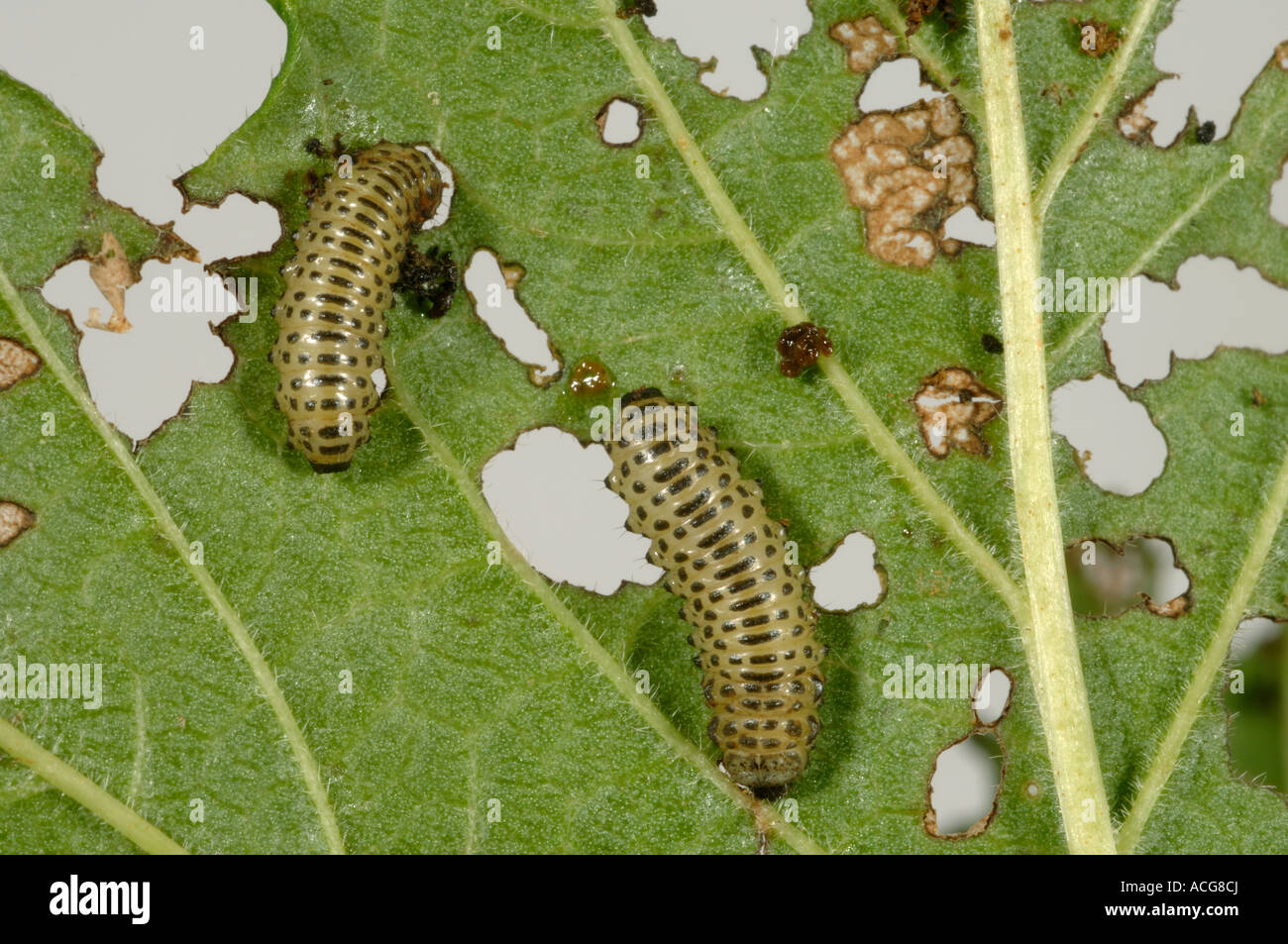 Viburnum beetle Pyrrhalta viburni larve e danni al fogliame pallon di maggio Foto Stock