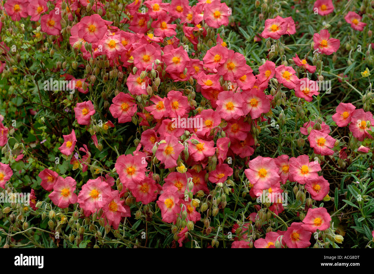 Red Rock rose o sun rose Helianthemum spp fiori Foto Stock