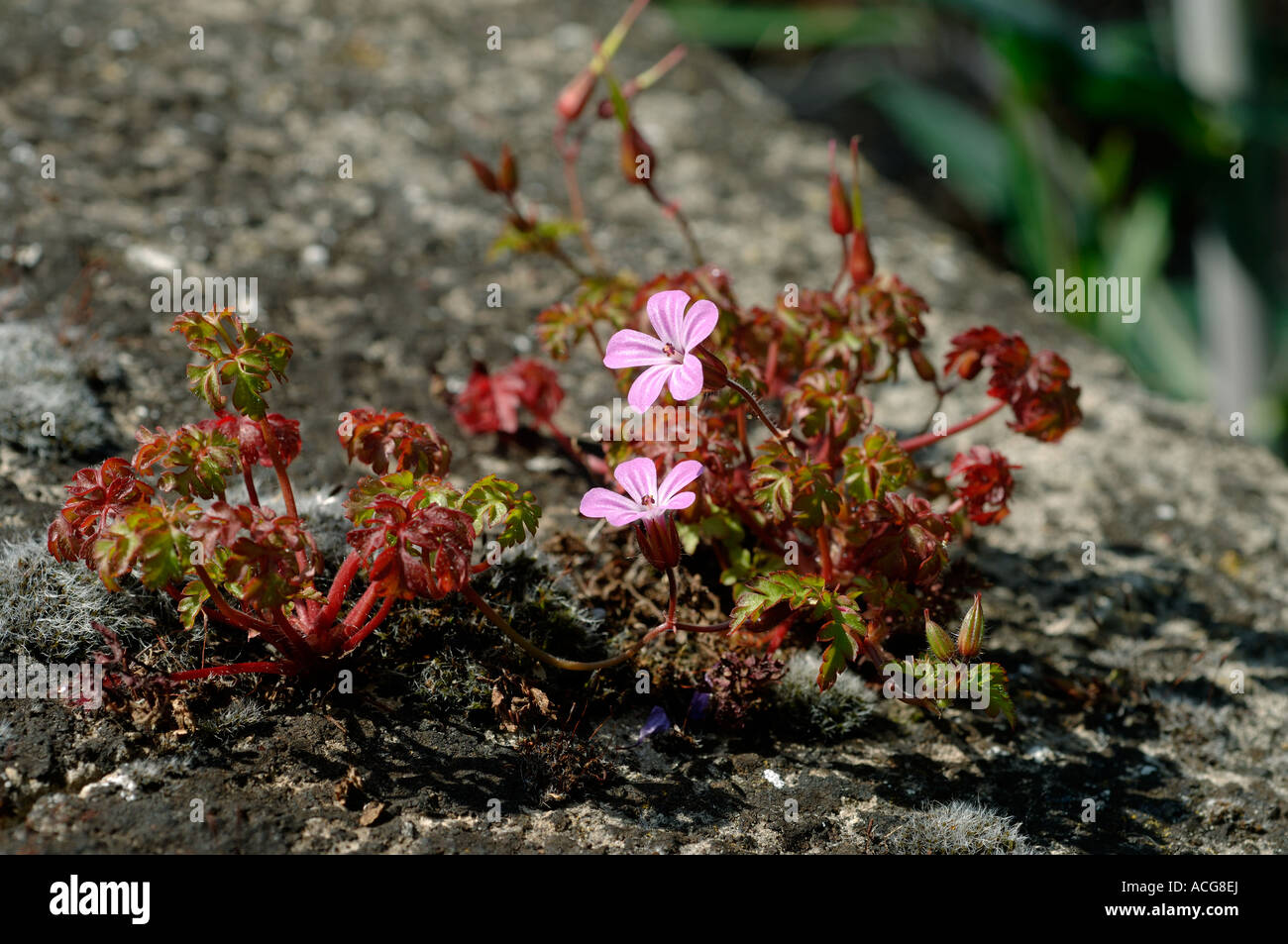 Herb robert Geranium robertianum recedono fioritura delle piante che crescono su di un muro di pietra Foto Stock