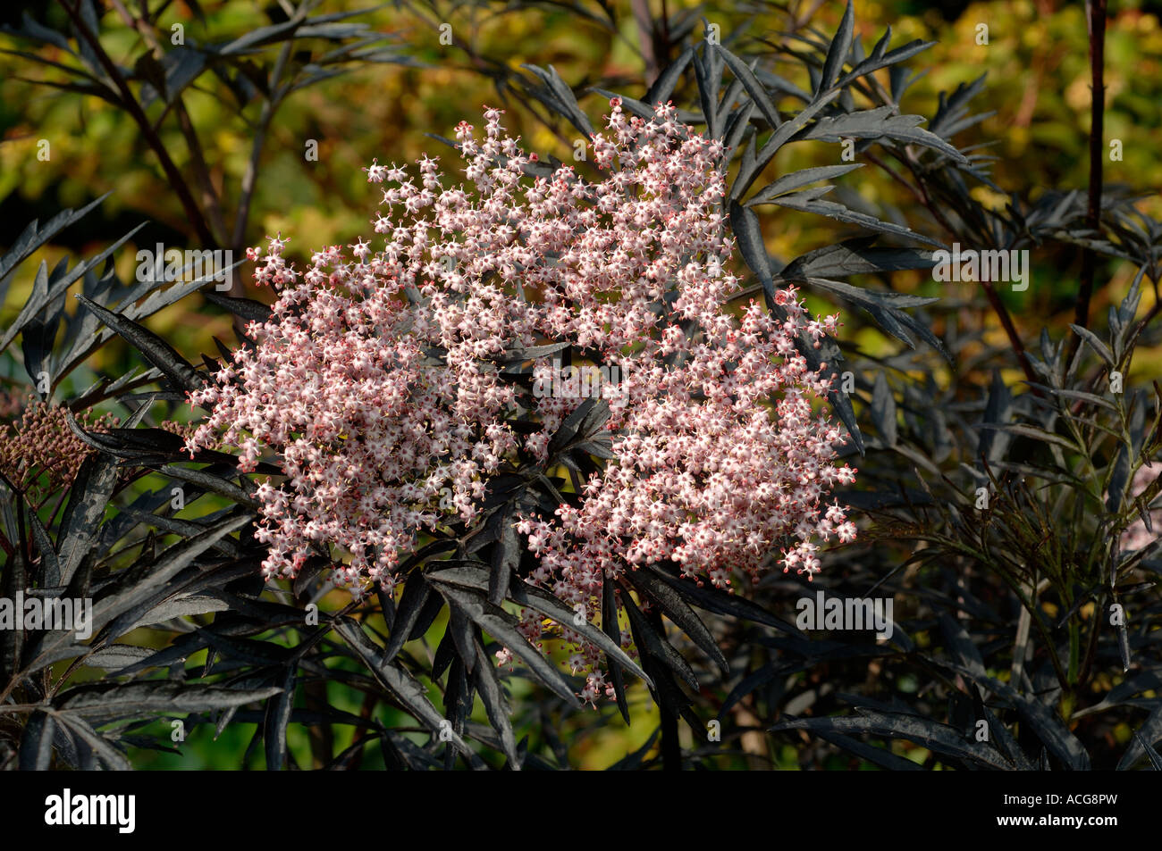 Sambuco Sambucus nigra pizzo nero fiori di colore rosa con belle foglie di colore nero Foto Stock