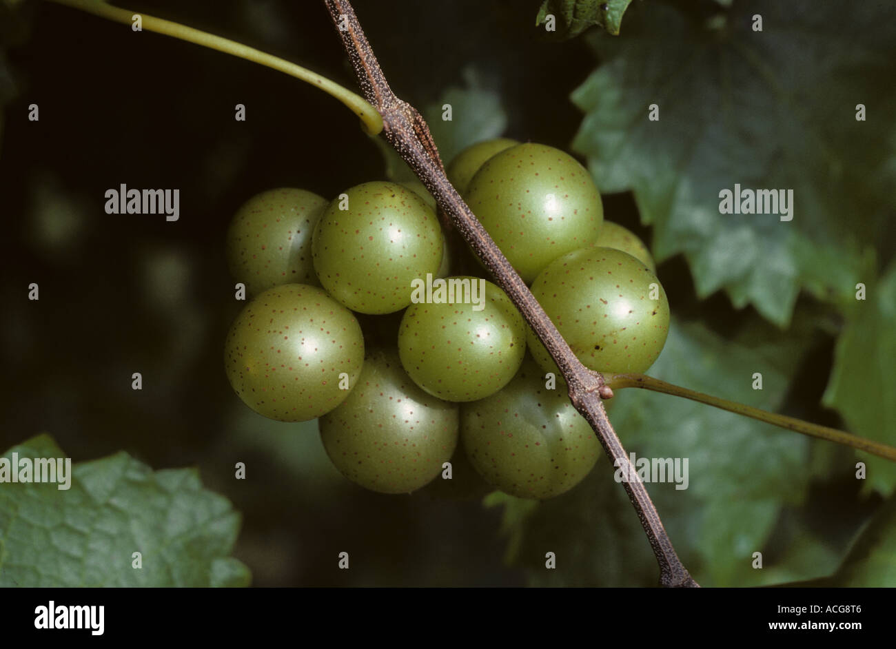 Mazzetto di uve moscato Foto Stock