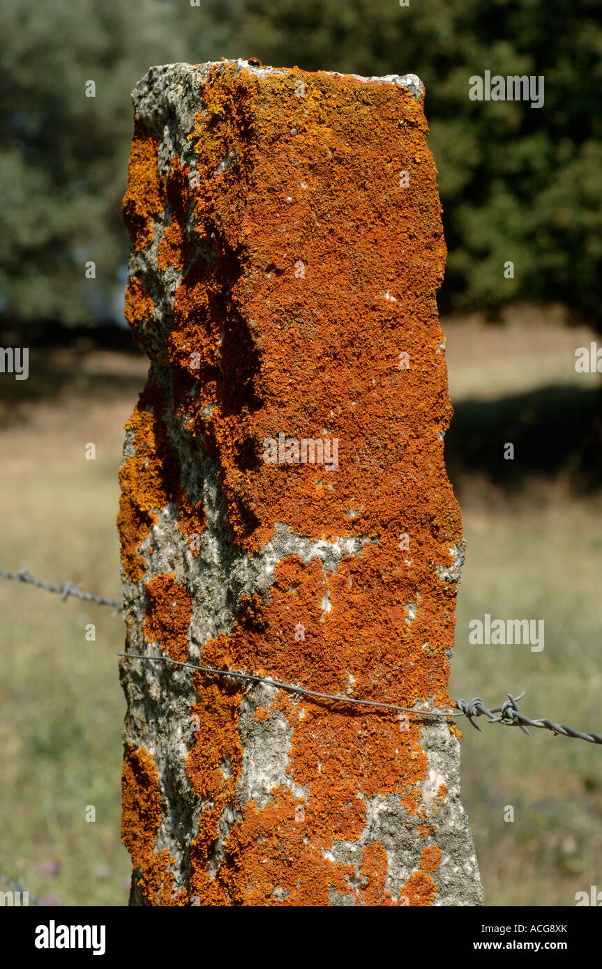 Color ruggine un lichene Xanthoria sp a copertura di un recinto di pietra post Foto Stock