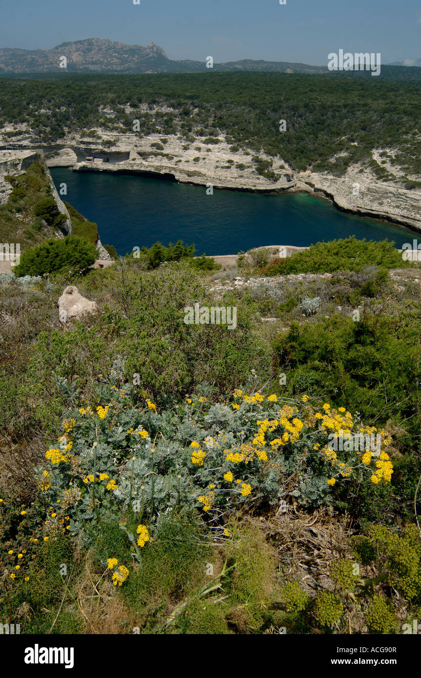 Argento erba tossica Senecio bicolor fioritura sulle rocce al di sopra porto di Bonifacio Corsica Foto Stock