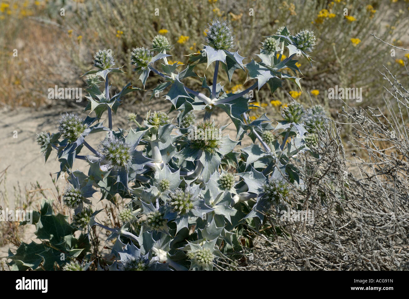 Mare holly Eryngium maritimum piante fiorite in dune di sabbia in Corsica Foto Stock