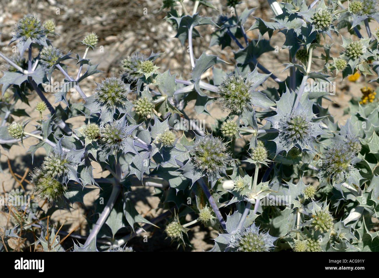 Mare holly Eryngium maritimum piante fiorite in dune di sabbia in Corsica Foto Stock