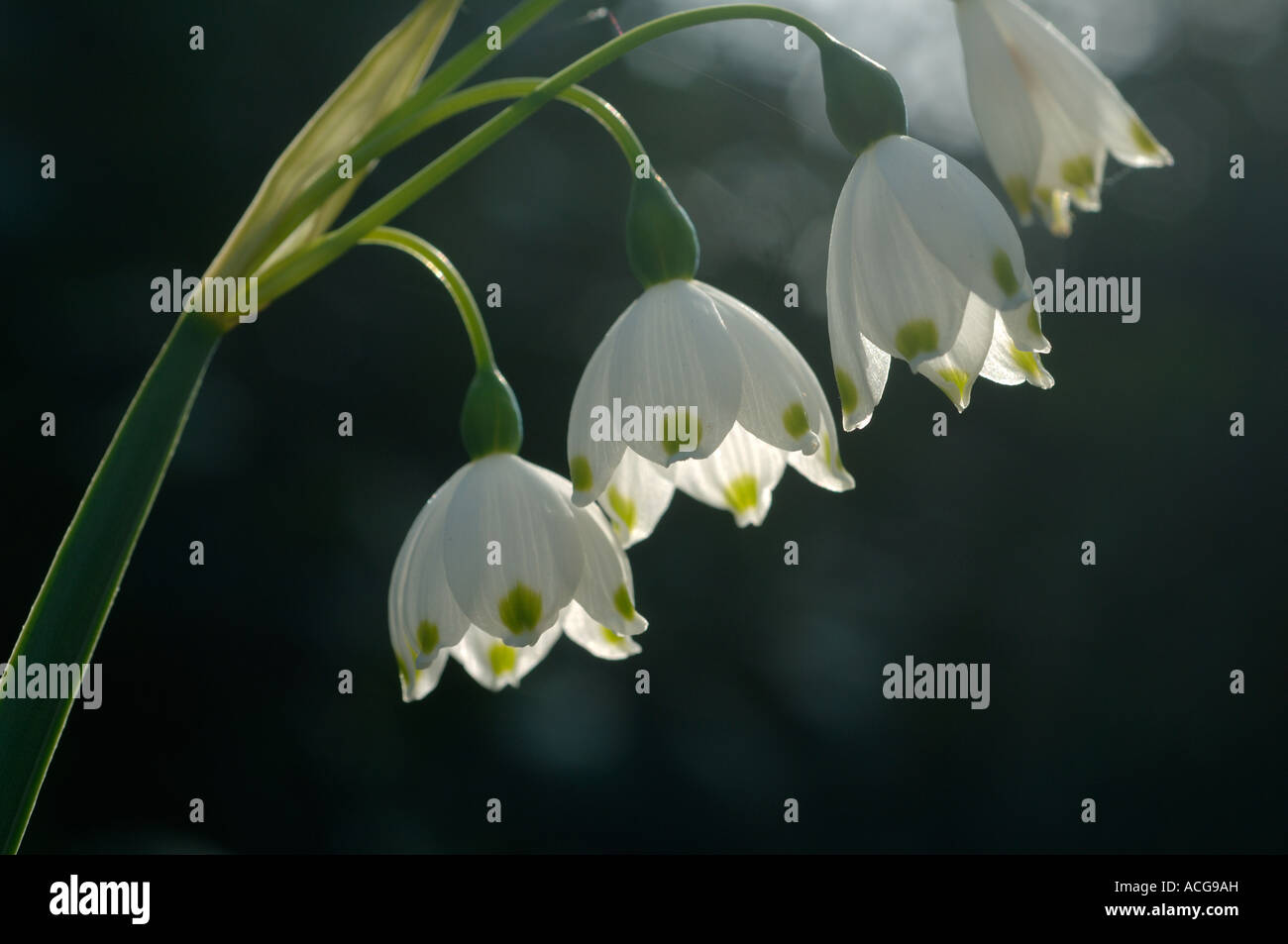 Loddon lily o il simbolo del fiocco di neve Leucojum aestivum in fiore Foto Stock