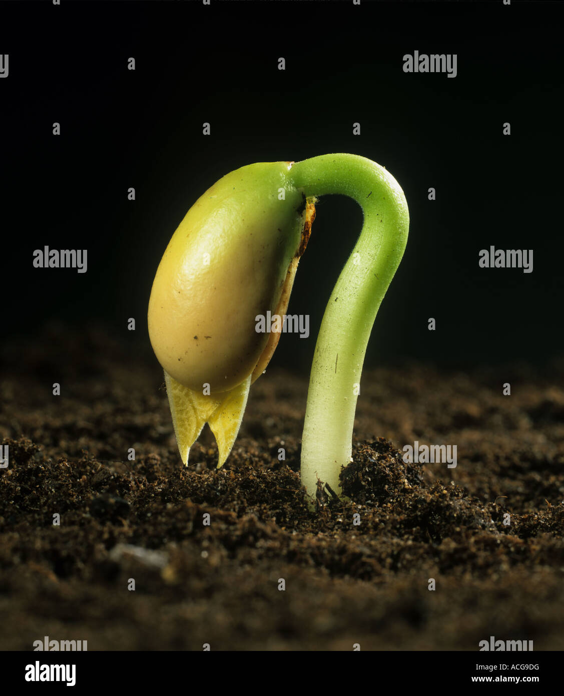 Fagiolo francese piantina Phaseolus vulgaris emergente al di sopra del suolo con sementi metà circa per dividere Foto Stock