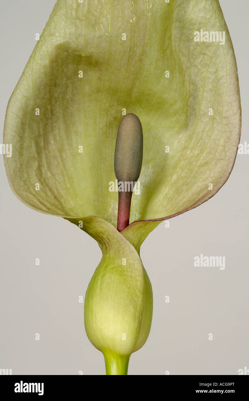 Signori onorevoli selvatica arum Arum maculatum incappucciati spathe e spadix Foto Stock