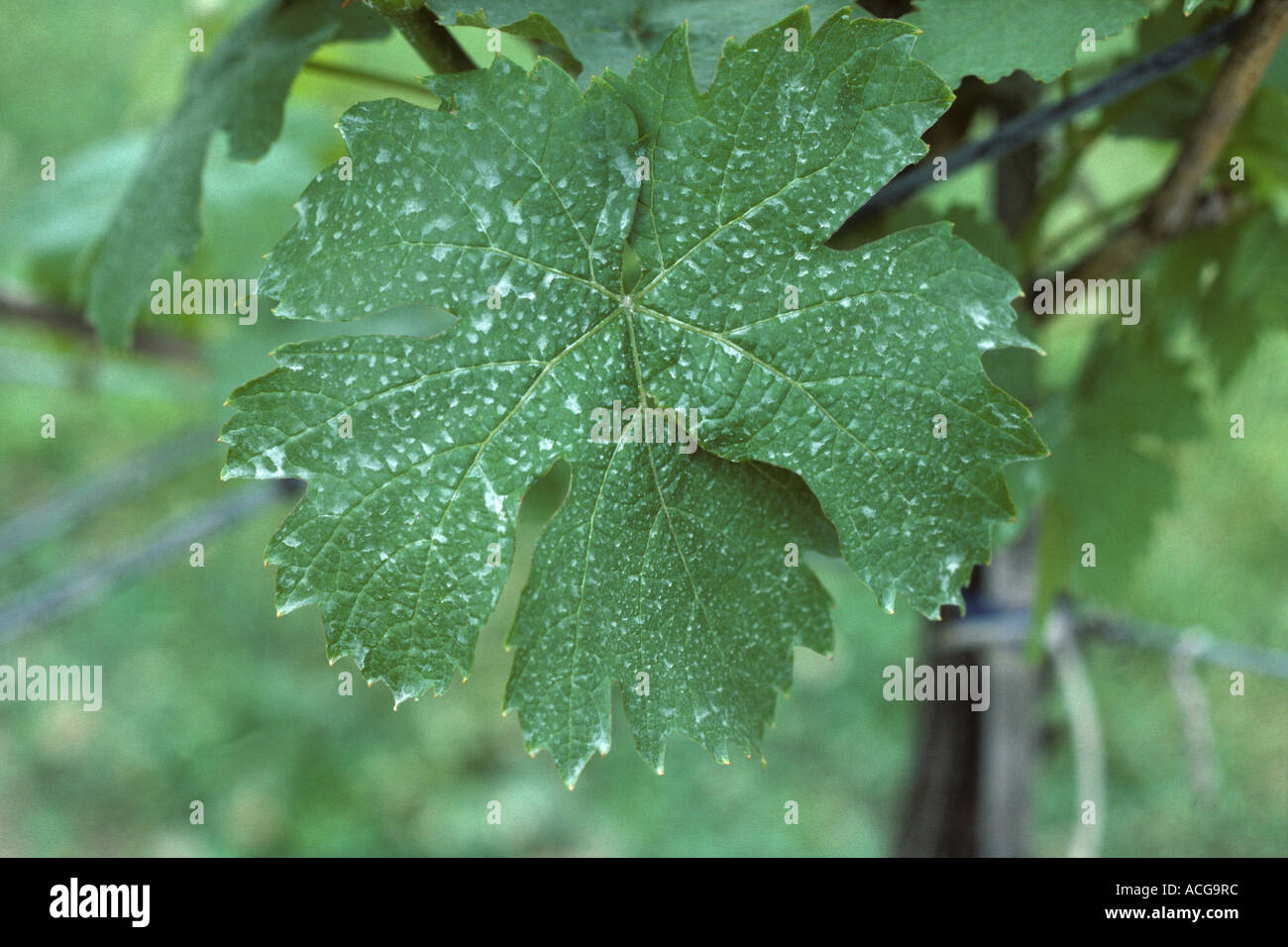 Spray antiparassitario deposito sulle foglie di vite Foto Stock