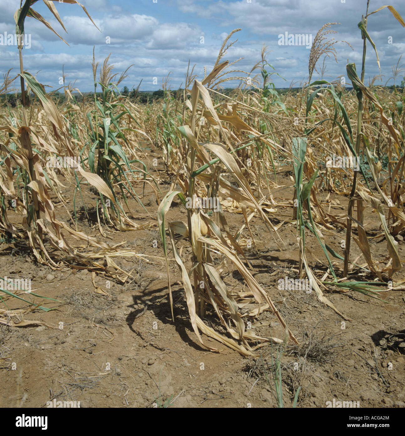 In mancanza di mais, grano, ritagliare lottando per crescere in superfici non irrigue farmland in Tanzania Africa orientale Foto Stock