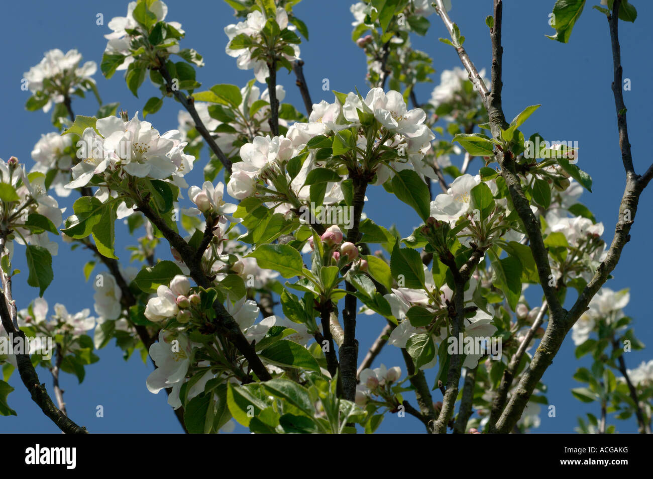 Blossom sulla scoperta di un albero di mele contro il cielo blu Devon Foto Stock