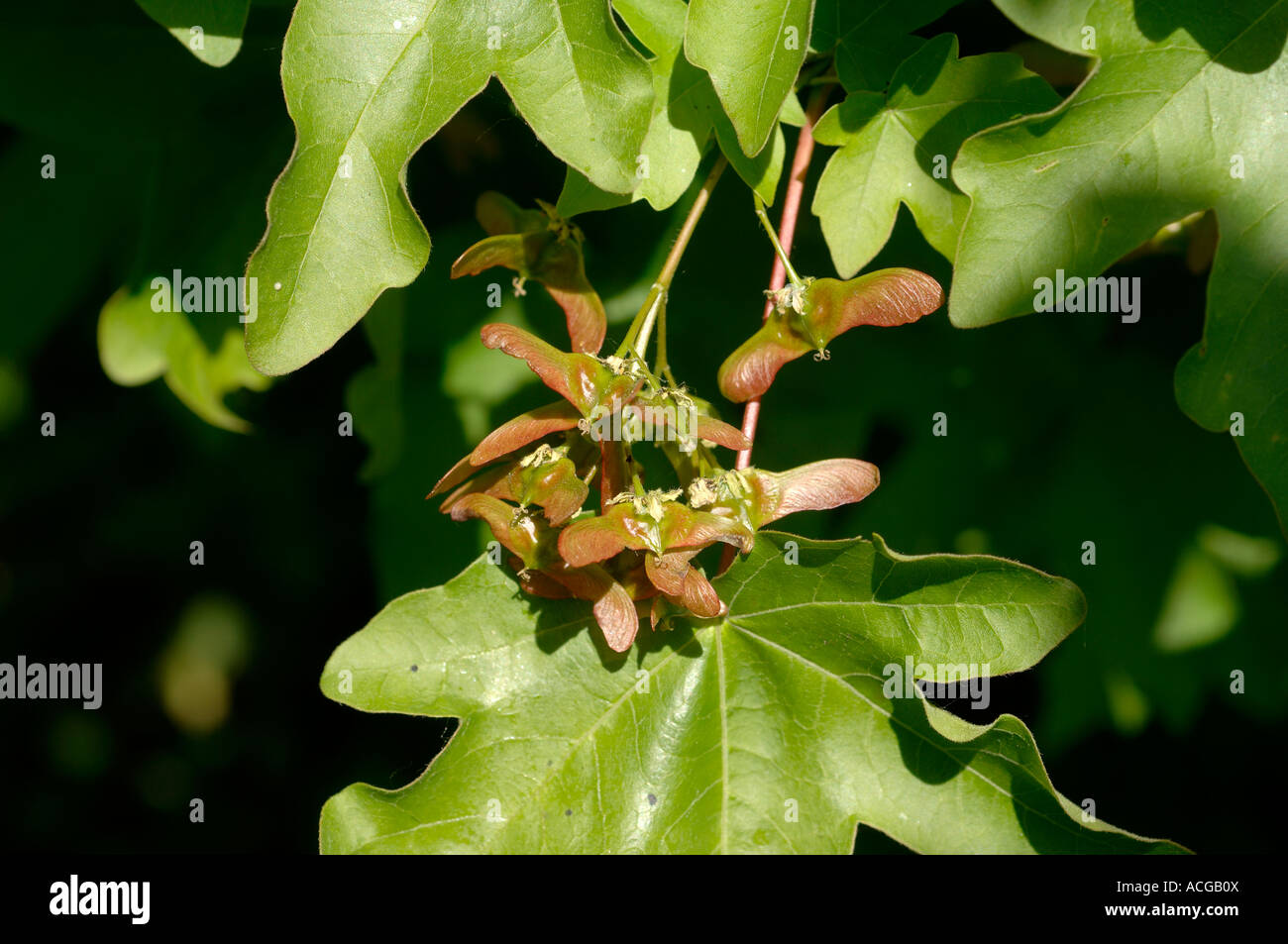 I giovani lo sviluppo di semi alati e giovani foglie su un campo di acero Acer campestre Foto Stock
