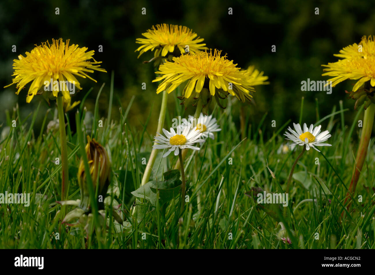 Il livello del suolo in prossimità di tarassaco Taraxacum officinale fioritura in un prato Foto Stock