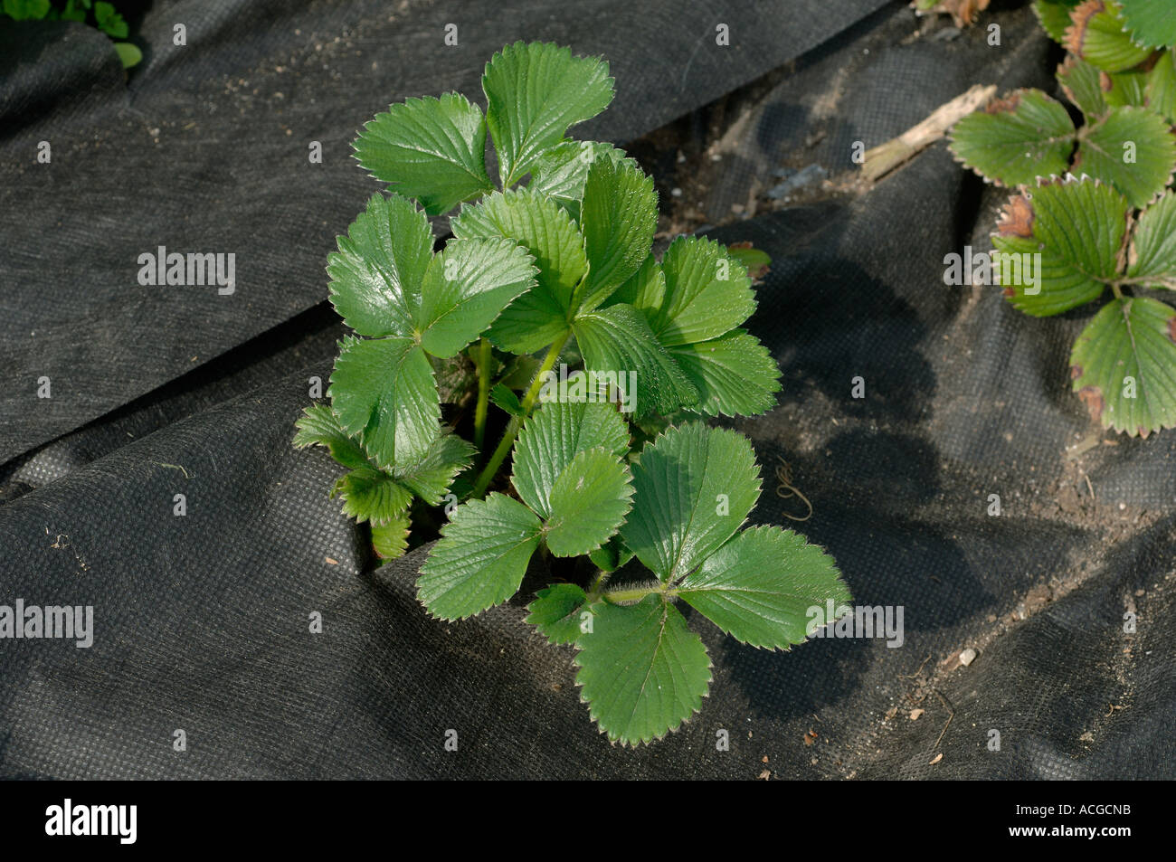 Giovani pianta di fragola crescente nero con rivestimento in tessuto di copertura di massa Foto Stock