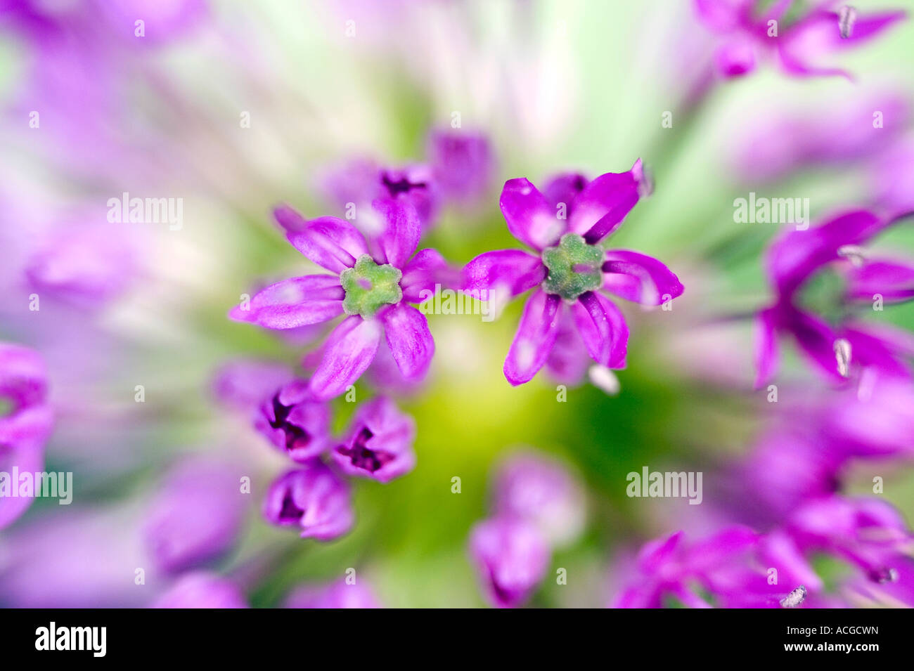 Allium hollandicum 'viola sensazione'. Cipolla ornamentali fiore astratto di testa Foto Stock