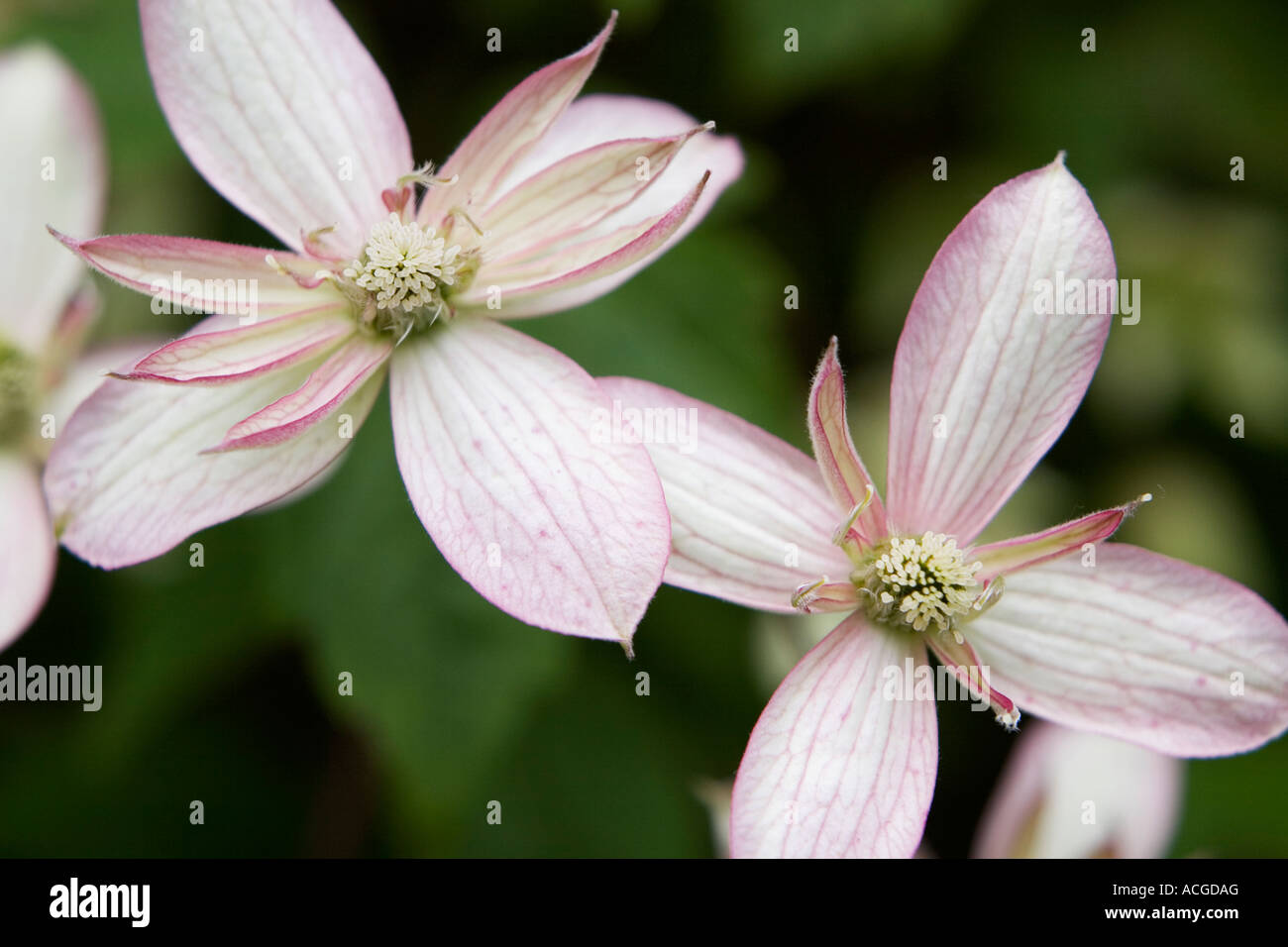 La clematide Montana Marjorie fiori. Doppia fioritura Clematis Foto Stock