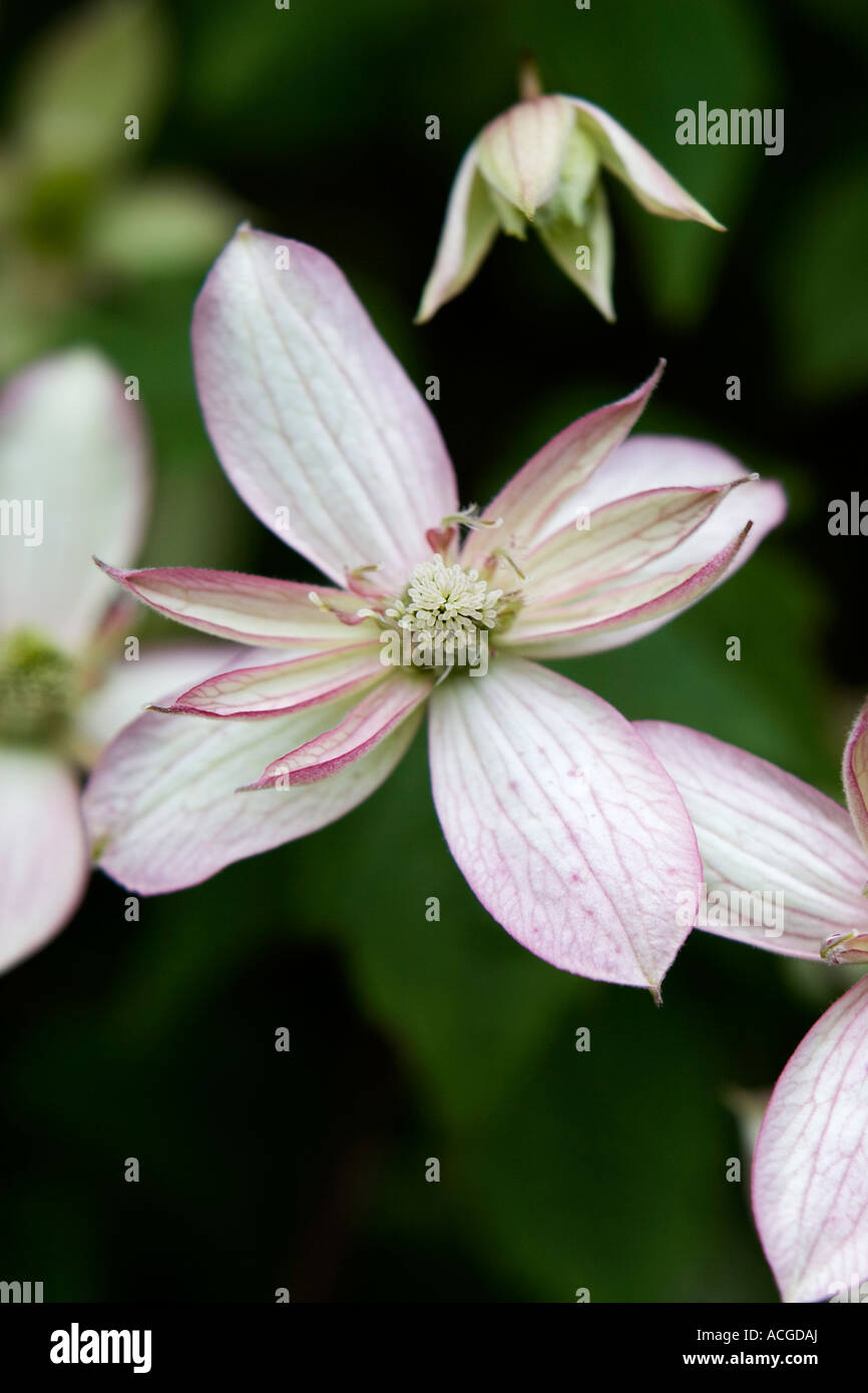 La clematide Montana Marjorie fiori. Doppia fioritura Clematis Foto Stock