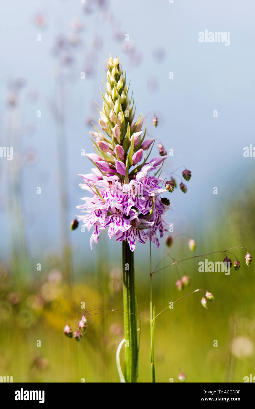 Dactylorhiza fuchsii. Common spotted orchid nella campagna inglese Foto Stock