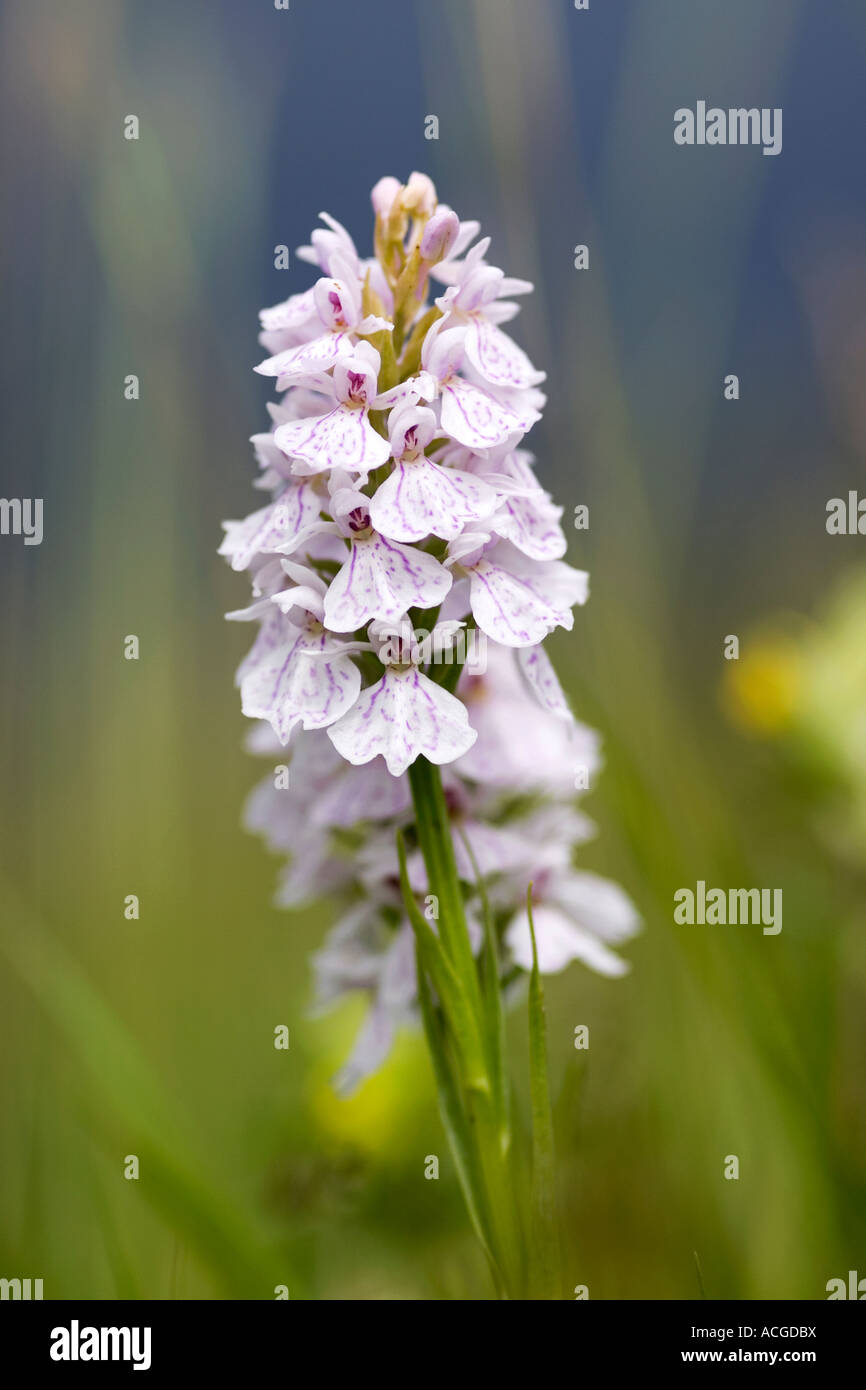 Dactylorhiza fuchsii. Common spotted orchid nella campagna inglese Foto Stock