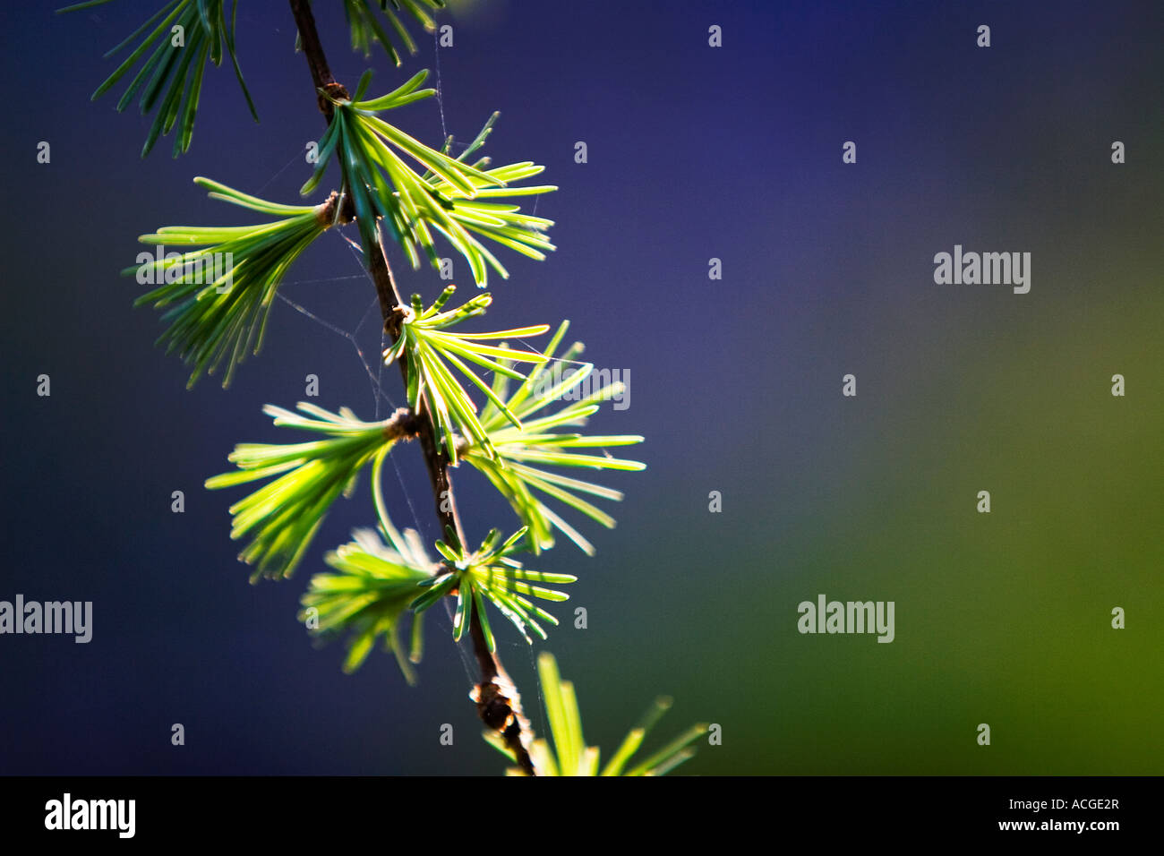 Larix decidua. Aghi di larice nella luce del sole contro un viola e sfondo verde Foto Stock