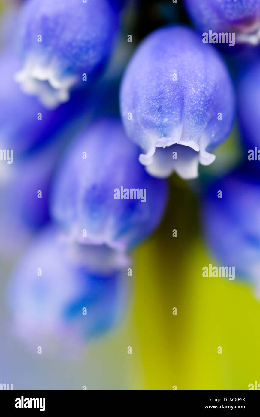 Muscari armeniacum. Giacinto di uva Foto Stock