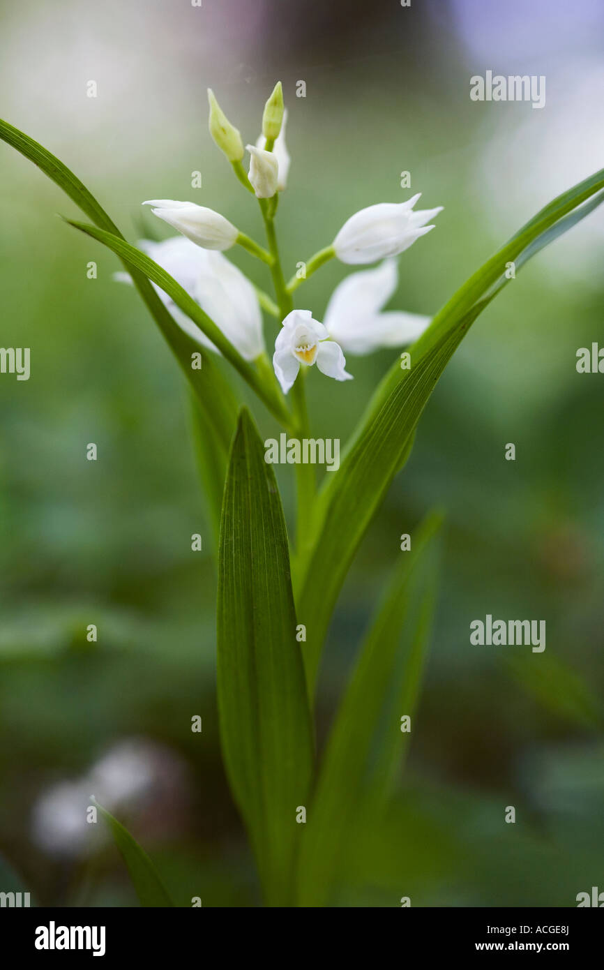 Orchidee con foglie strette immagini e fotografie stock ad alta risoluzione  - Alamy