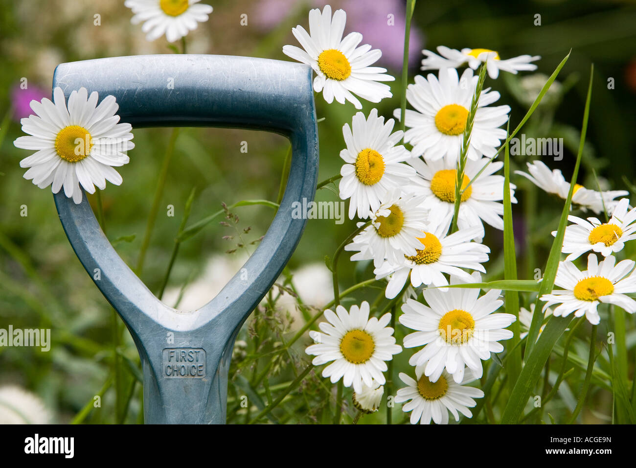 Leucanthemum vulgare. Oxeye daisy fiori che circonda un giardino maniglia a forcella Foto Stock