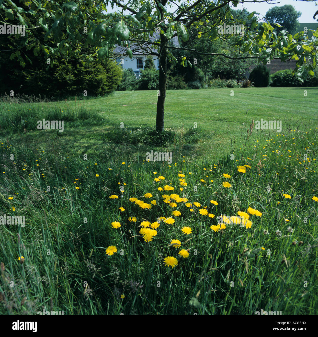 Erba non tagliata area con hawksbeard accanto a un taglio prato in un giardino della fauna selvatica Foto Stock