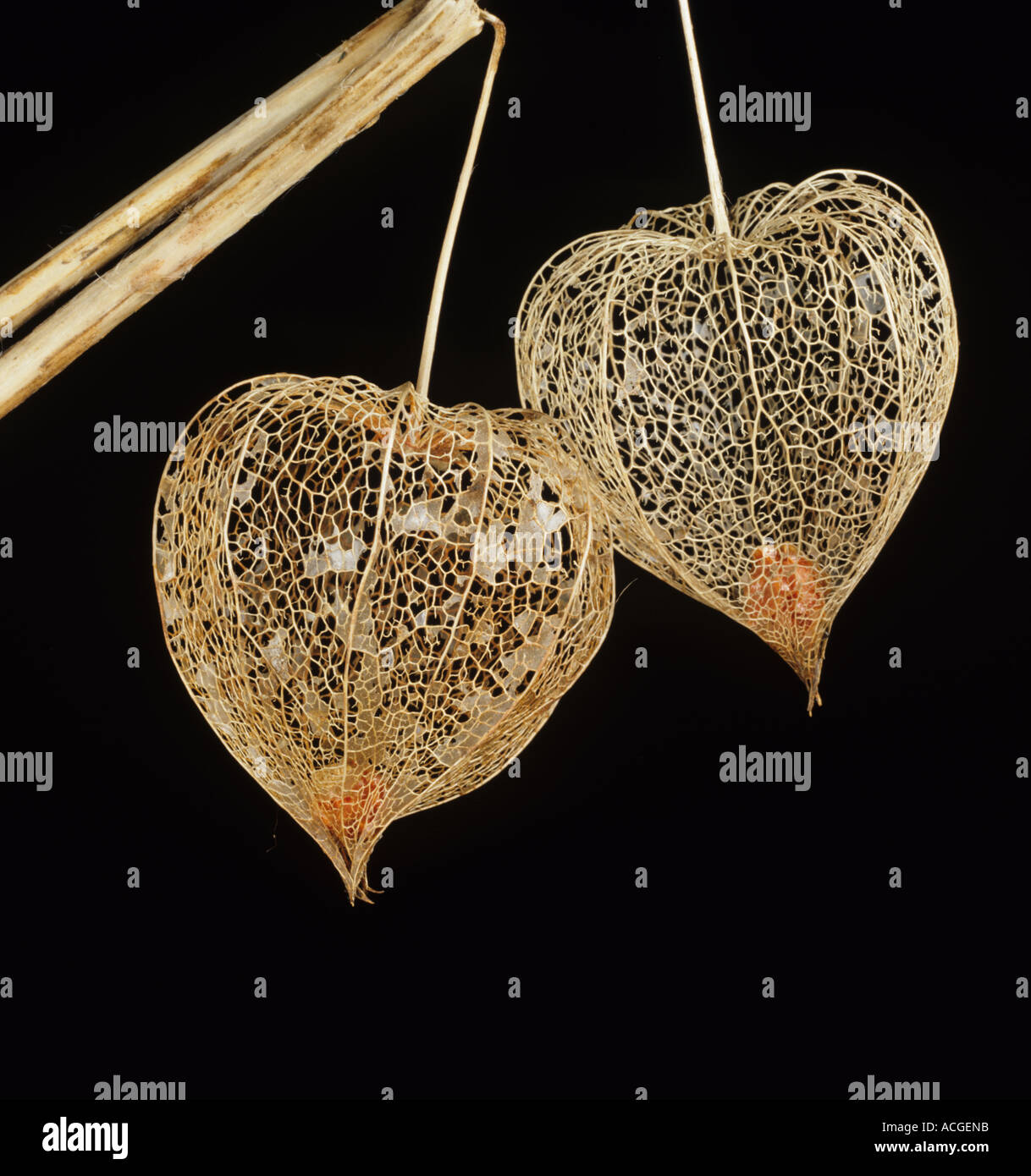 Lanterna cinese Physalis alkekengi skeletonised lanterne e frutta Foto Stock