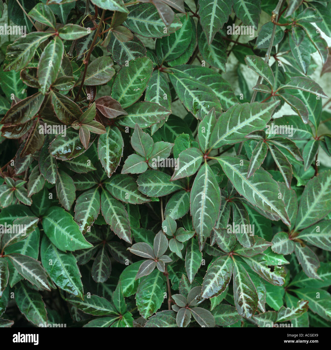 Virginia cinese superriduttore Parthenocissus henryana fogliame Foto Stock